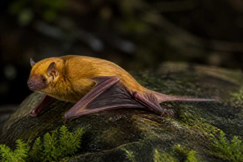 Image of a Genoways's Yellow Bat in its natural habitat
