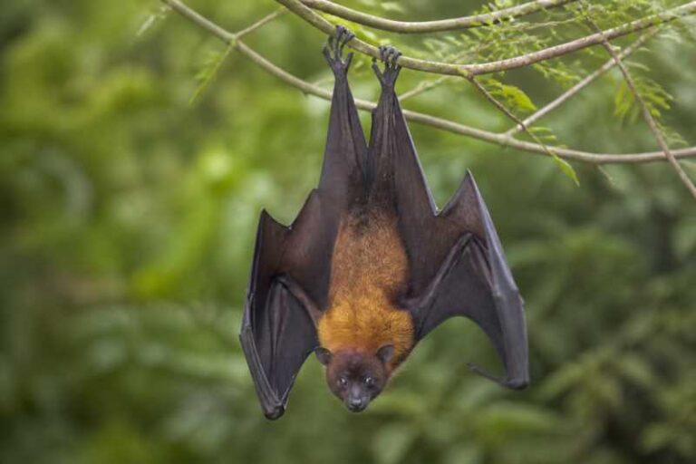 Image of a Geoffroy's Rousette in its natural habitat