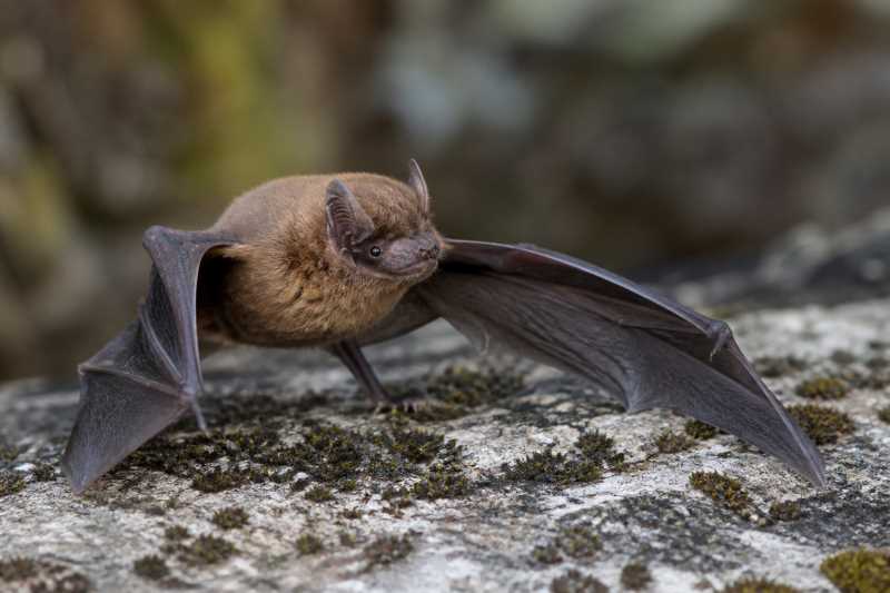 Image of a Geoffroy's Trident Roundleaf Bat in its natural habitat