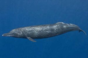 Image of a Gervais's Beaked Whale in its natural habitat