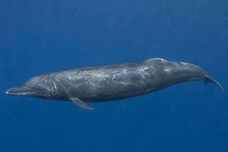 Image of a Gervais's Beaked Whale in its natural habitat