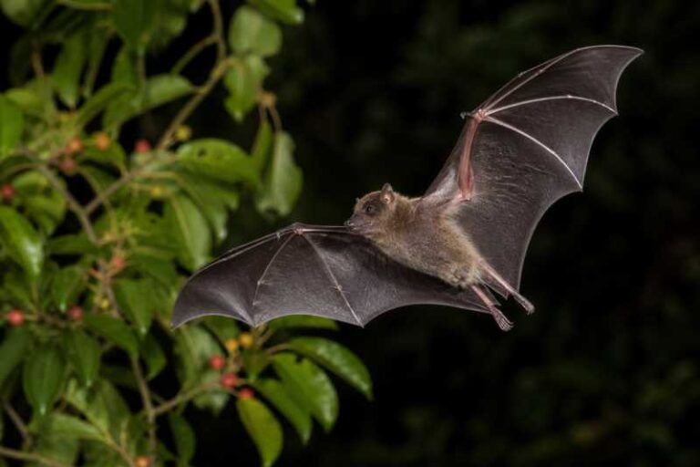 Image of a Gervais's Fruit-eating Bat in its natural habitat