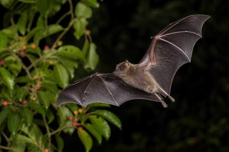 Image of a Gervais's Fruit-eating Bat in its natural habitat