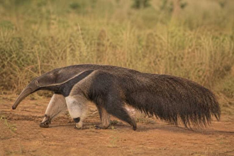Image of a Giant Anteater in its natural habitat