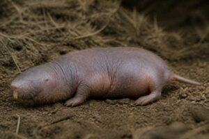 Image of a Giant Blind Mole-rat in its natural habitat