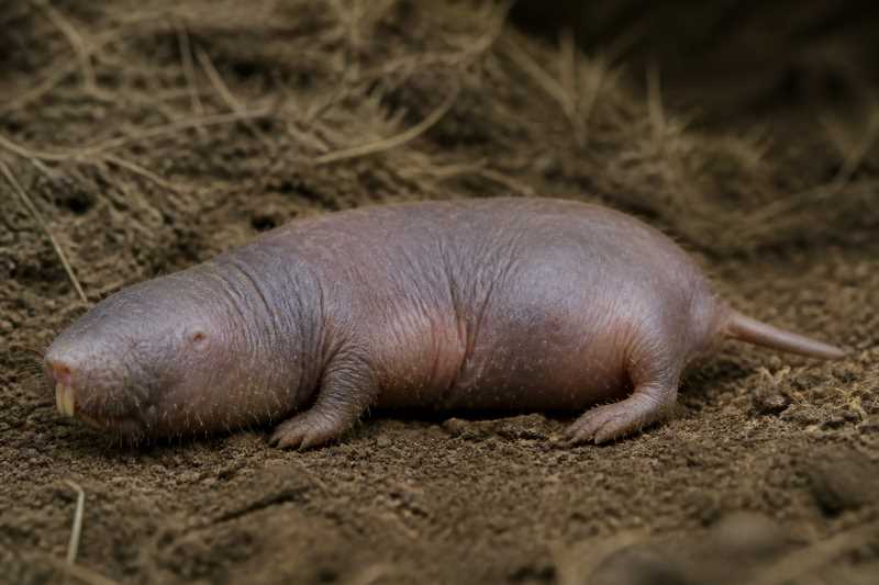Image of a Giant Blind Mole-rat in its natural habitat