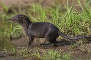 Image of a Giant Otter-shrew in its natural habitat
