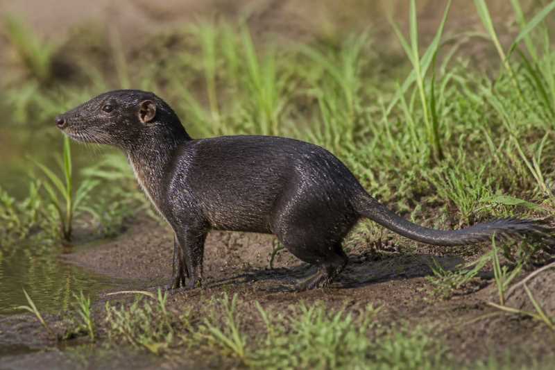 Image of a Giant Otter-shrew in its natural habitat