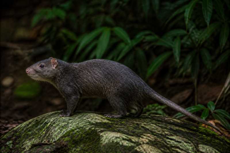 Image of a Giant Sulawesi Rat in its natural habitat