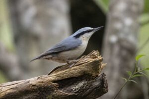Image of a Giant Nuthatch in its natural habitat