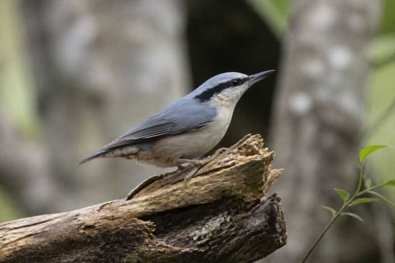 Image of a Giant Nuthatch in its natural habitat