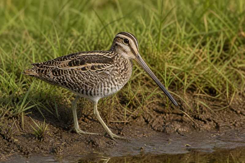 Image of a Giant Snipe in its natural habitat