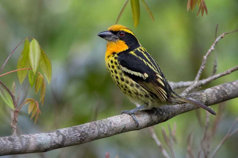 Image of a Gilded Barbet in its natural habitat