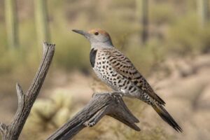 Image of a Gilded Flicker in its natural habitat