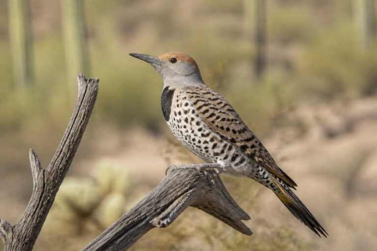 Image of a Gilded Flicker in its natural habitat