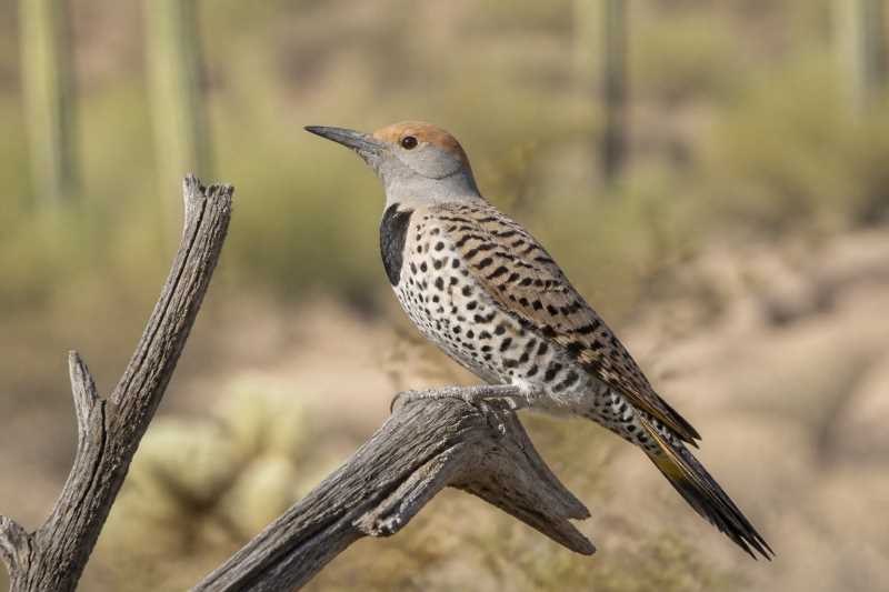 Image of a Gilded Flicker in its natural habitat