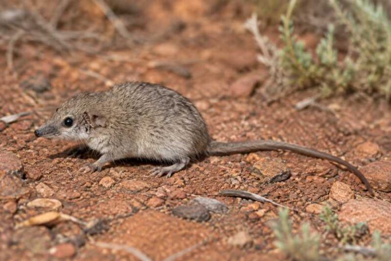 Image of a Giles's Planigale in its natural habitat