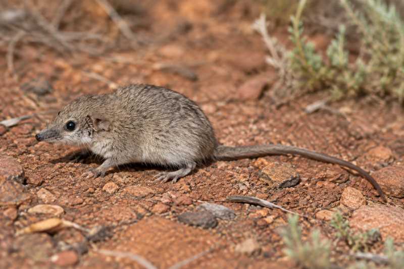 Image of a Giles's Planigale in its natural habitat