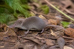 Image of a Glass's White-toothed Shrew in its natural habitat