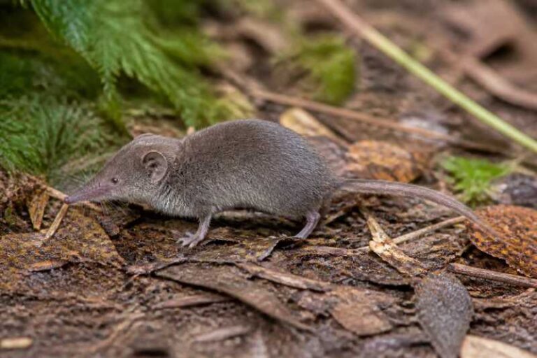 Image of a Glass's White-toothed Shrew in its natural habitat