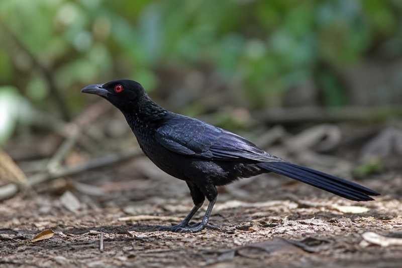 Image of a Glossy-mantled Manucode in its natural habitat
