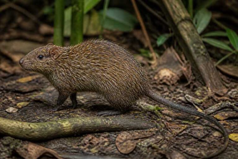 Image of a Goeldi's Spiny-rat in its natural habitat