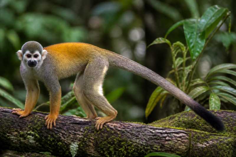 Image of a Golden-backed Squirrel Monkey in its natural habitat