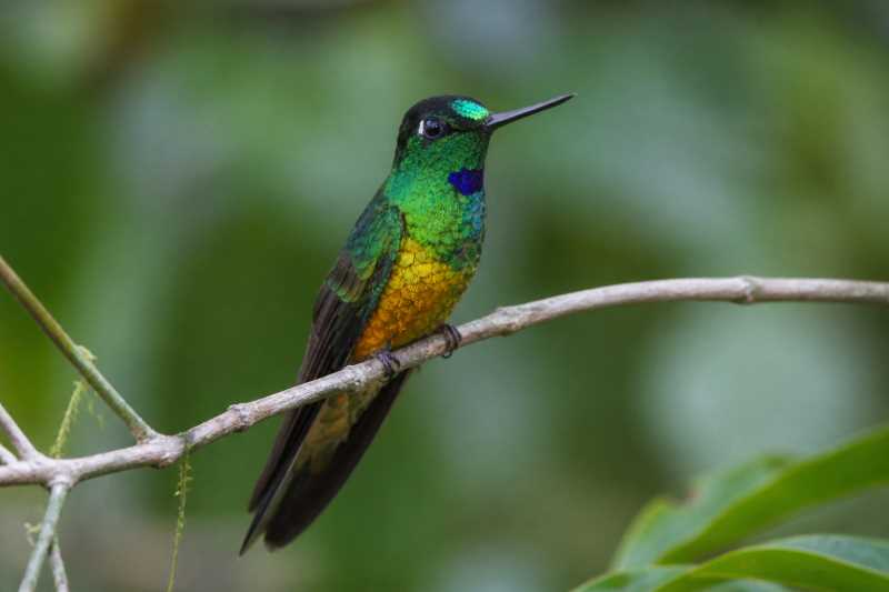 Image of a Golden-bellied Starfrontlet in its natural habitat