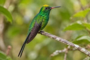 Image of a Golden-crowned Emerald in its natural habitat