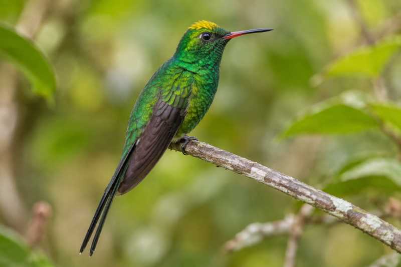Image of a Golden-crowned Emerald in its natural habitat