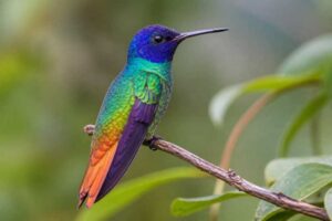 Image of a Golden-tailed Sapphire in its natural habitat