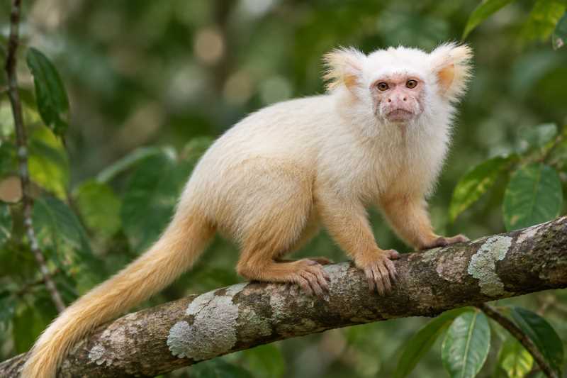 Image of a Golden-white Tassel-ear Marmoset in its natural habitat