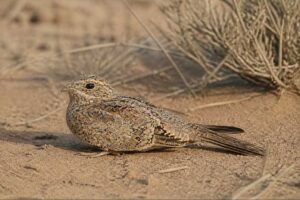 Image of a Golden Nightjar in its natural habitat
