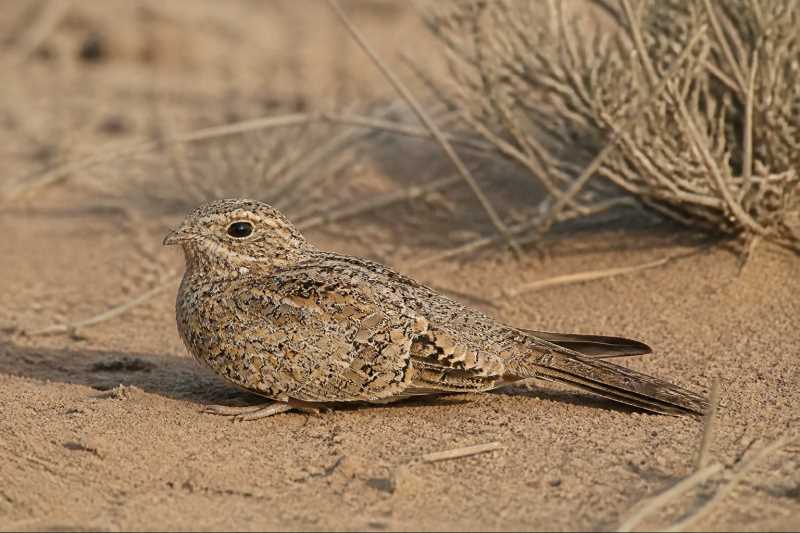 Image of a Golden Nightjar in its natural habitat