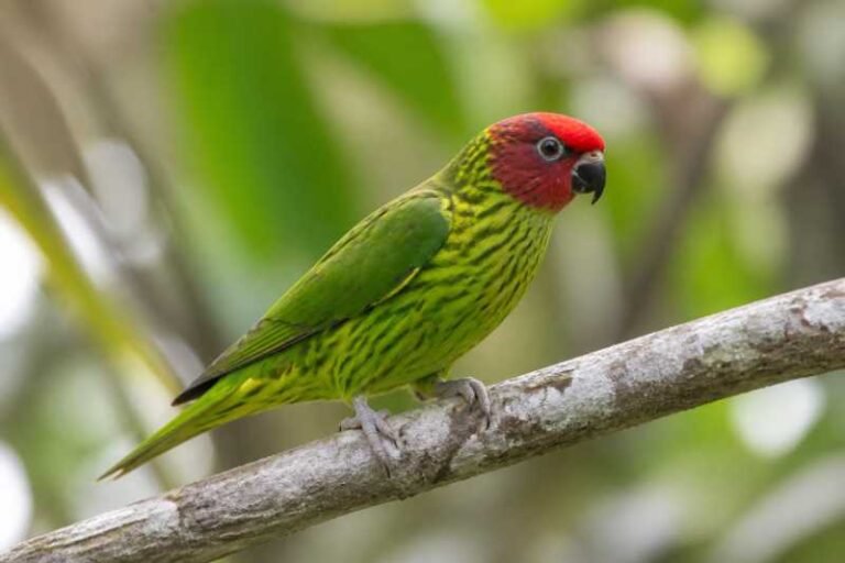 Image of a Goldie's Lorikeet in its natural habitat