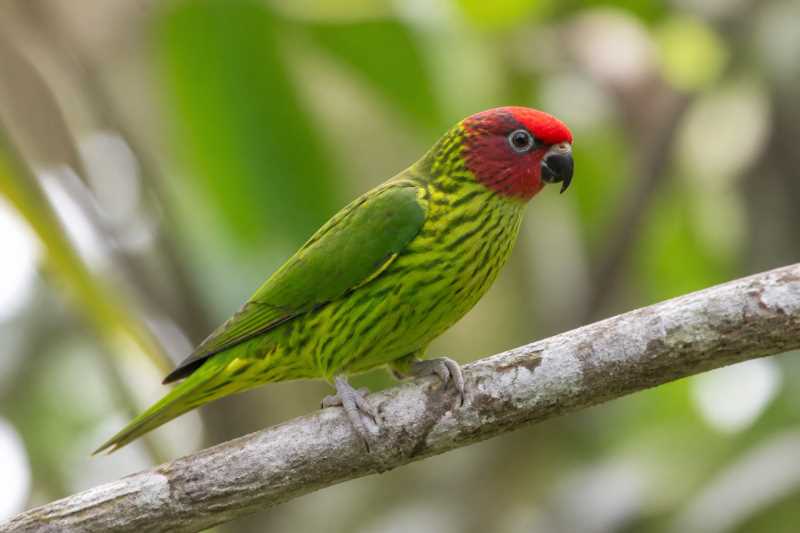 Image of a Goldie's Lorikeet in its natural habitat
