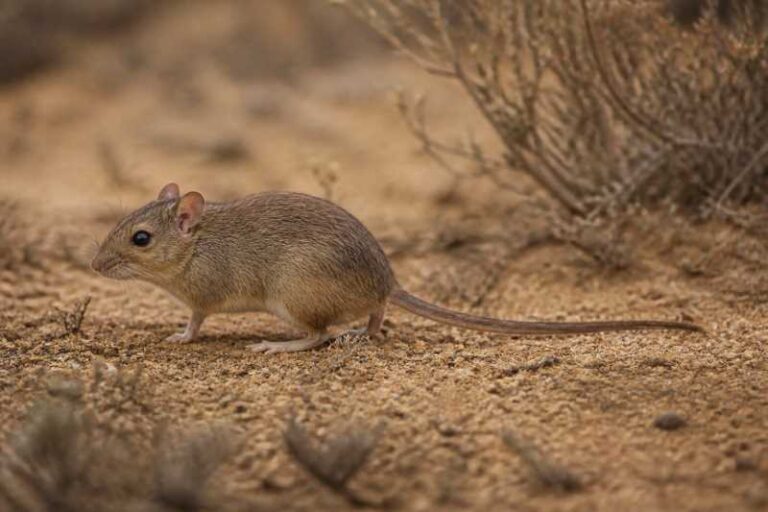 Image of a Gould's Mouse in its natural habitat