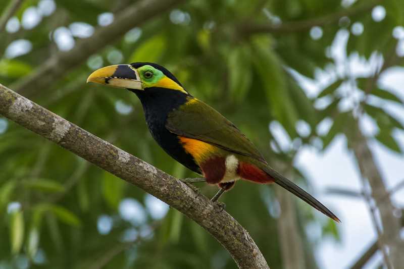 Image of a Gould's Toucanet in its natural habitat