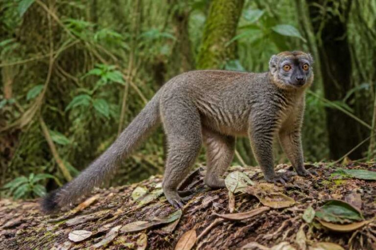Image of a Gray Bamboo Lemur in its natural habitat