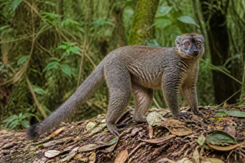 Image of a Gray Bamboo Lemur in its natural habitat