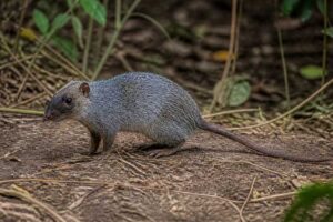 Image of a Gray South American Spiny Mouse in its natural habitat