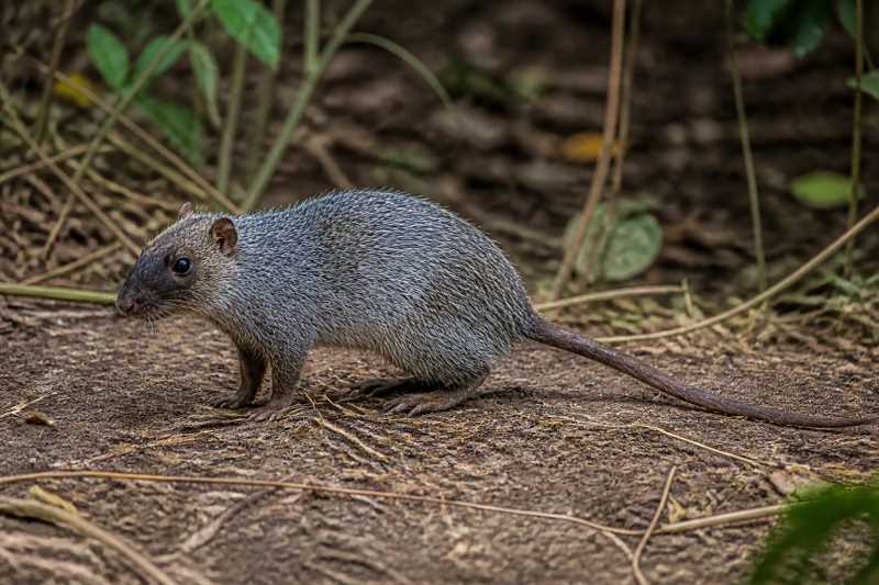 Image of a Gray South American Spiny Mouse in its natural habitat