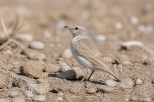 Image of a Gray's Lark in its natural habitat