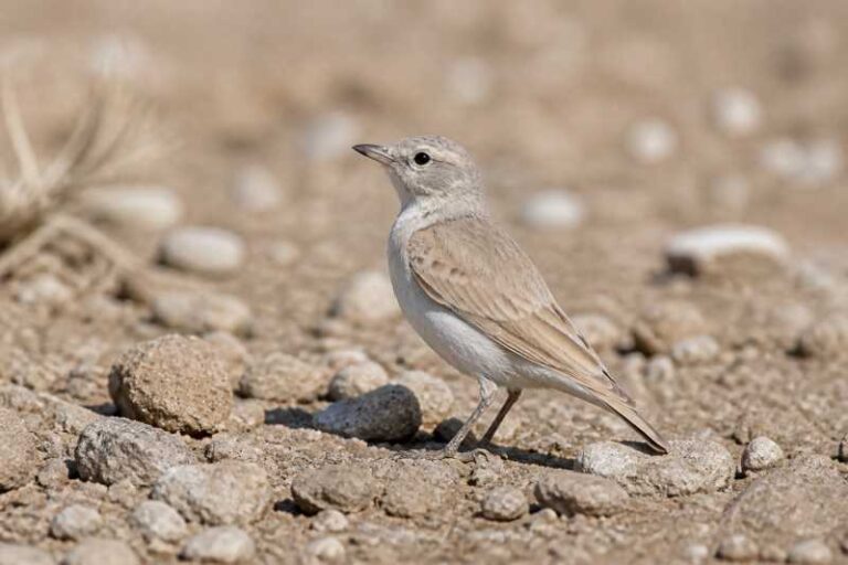 Image of a Gray's Lark in its natural habitat