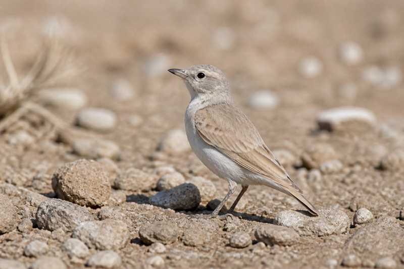 Image of a Gray's Lark in its natural habitat