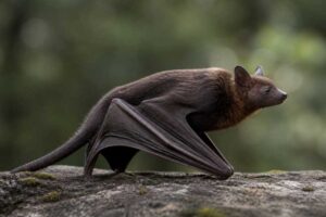 Image of a Great Evening Bat in its natural habitat