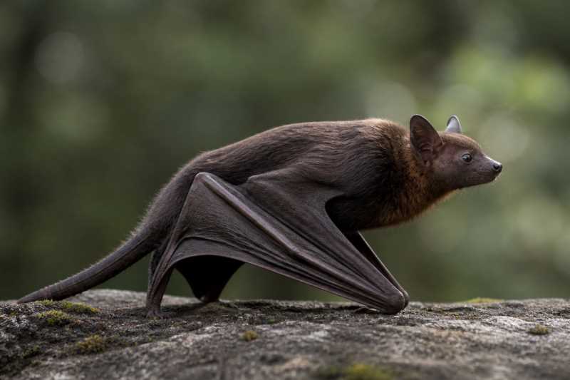 Image of a Great Evening Bat in its natural habitat