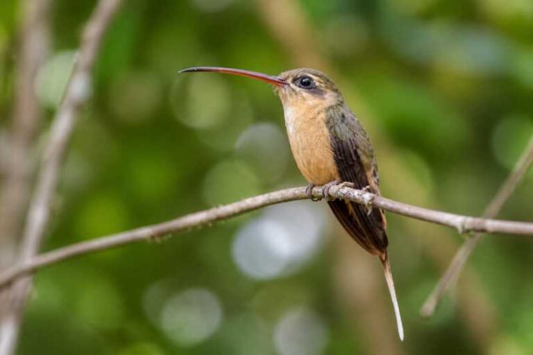 Image of a Great-billed Hermit in its natural habitat