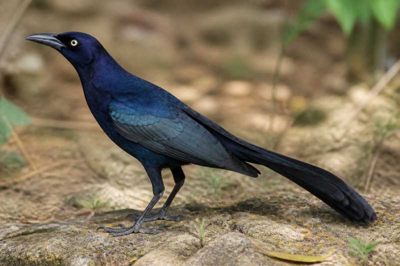 Image of a Great-tailed Grackle in its natural habitat