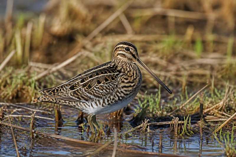 Image of a Great Snipe in its natural habitat